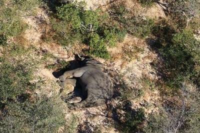 В Ботсване загадочно умерли сотни слонов, — Daily Mail