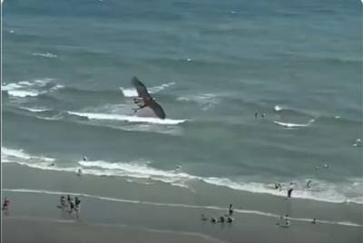 В сети появилось видео, как гигантская птица поймала акулу (ВИДЕО)