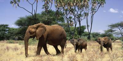 "Беспрецедентная катастрофа": в Ботсване более 350 слонов умерли от загадочной болезни