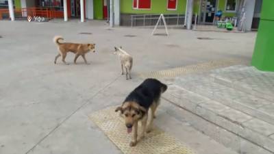 «Хожу с трубой от самоката»: бездомные собаки держат в страхе жителей Уфы