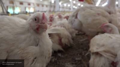 Цены на куриное мясо и сахар выросли в России