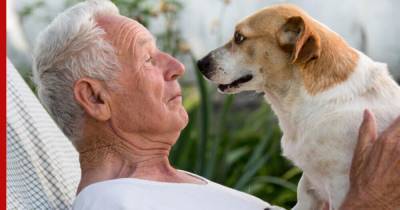 Ученые научились переводить возраст собак в «человеческий»