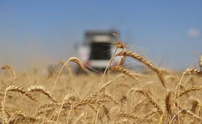 The National Interest (США): станет ли пшеница оружием России, пока мир борется с коронавирусом?
