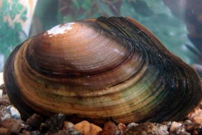 Ученые выяснили, что гигантские моллюски в Волге китайского происхождения