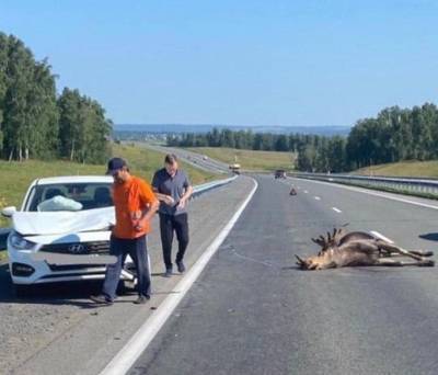 В Кузбассе на магистрали водитель Hyundai сбил лося, появились фото с места ДТП