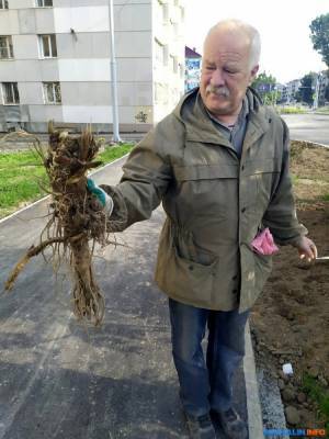 В южно-сахалинский двор для благоустройства завезли грунт с корнями борщевика