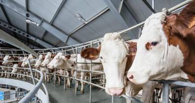 Из республиканского бюджета выделят до 46 млн рублей на молочные фермы