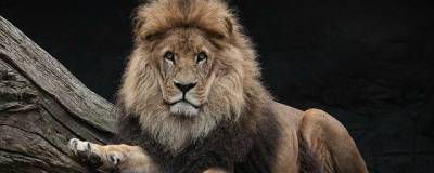 Новосибирский зоопарк отпраздновал День льва