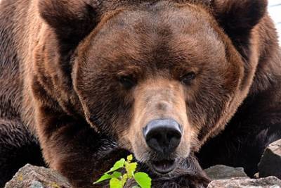 Медведи вынудили власти отремонтировать фонарь в российском селе
