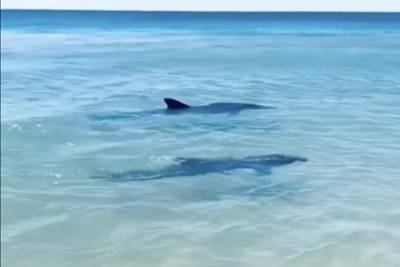 Подплывшие к берегу Сочи дельфины напугали туристок и попали на видео