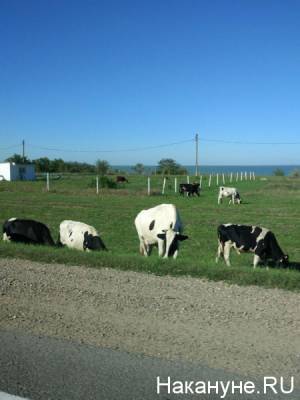 В Тюменской области всю ночь тушили серьёзный пожар на ферме, погибли десятки коров