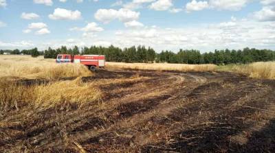 В Чечерске сотрудники МЧС спасли от пожара 20 га посевов ржи