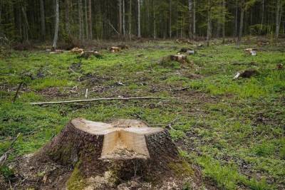 30 тыс. кубометров леса незаконно вырубили в Красногородском районе