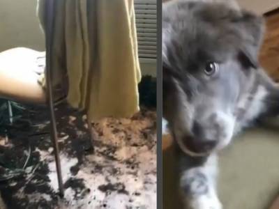 Хит из соцсетей: бойкий щенок пытался пересадить цветы и наделал бед