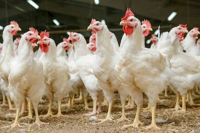 Экспорт кубанского мяса птицы вырос в восемь раз за последние пять лет