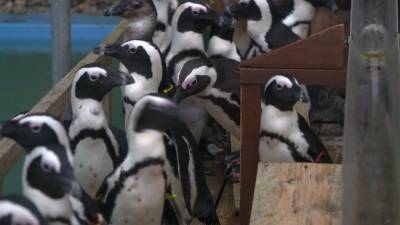 Пингвинов кормят в традициях японской кухни.