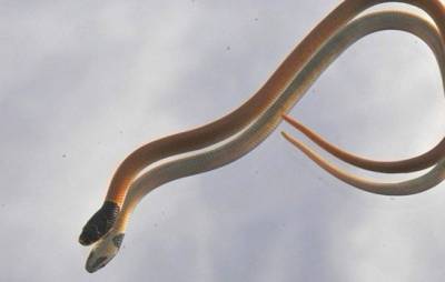 На Кипре обнаружен новый вид змей