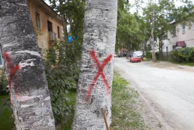 Мэрия совместно с ГИБДД думает, как сохранить деревья на улице Курильской