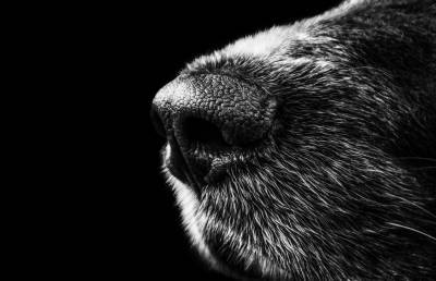 В Австрии собак учат искать зараженных COVID-19 по запаху