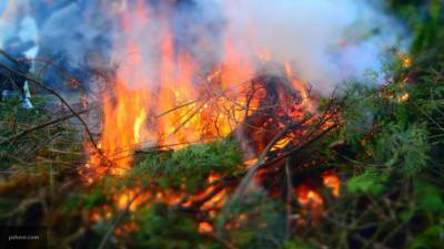 Абрамченко: установлена причина всех лесных пожаров в 2020 году