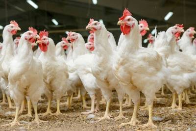 На Кубани экспорт мяса птицы вырос в восемь раз