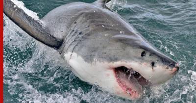 В Австралии огромная акула стащила сидящего в лодке ребенка