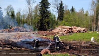 Человеческий фактор назван причиной всех лесных пожаров в России
