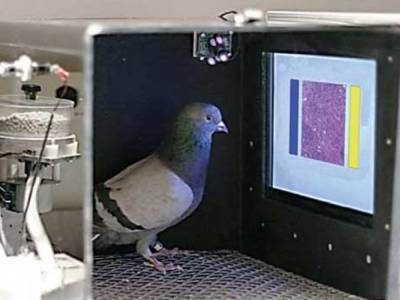 В США голубей научили распознавать злокачественные опухали у женщин