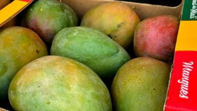 В Петербург прибыло 66 тонн бразильского манго