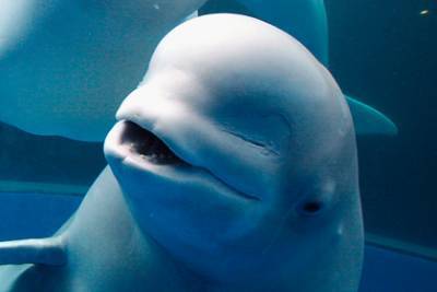 В США увидели в Сирии крымских дельфинов-разведчиков