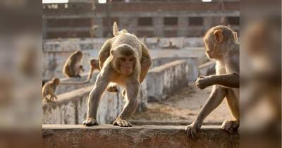 В Индии обезьяны убили женщину и четырех ее детей (видео)