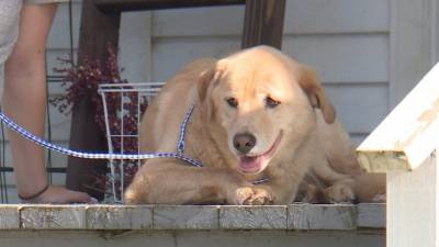 Пропавшая в Канзасе собака прошла 50 миль, чтобы попасть в свой старый дом в Миссури