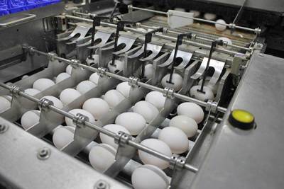120 миллионов яиц в год: Ирбитская птицефабрика планирует нарастить объемы производства