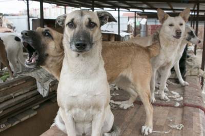 Спасатели пригрозили штрафом строителям плота для собак в Воронеже