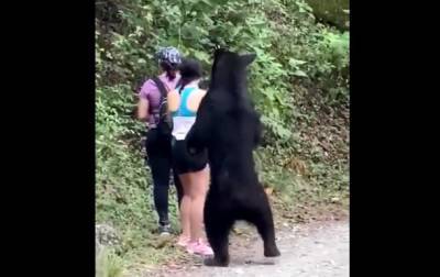 Медведь подкрался к туристам сделать селфи