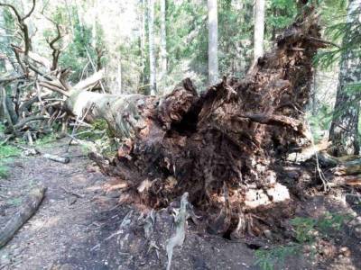 В Удмуртии гроза повалила Чертово дерево