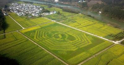 Сельскохозяйственное поле в виде символа Тайцзи на севере Китая получило статус крупнейшего в мире
