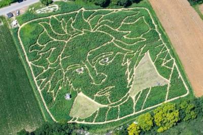 Видео дня: В Германии создали гигантский портрет Бетховена на поле подсолнухов