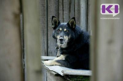 В Сосногорске ищут подрядчика для отлова безнадзорных животных