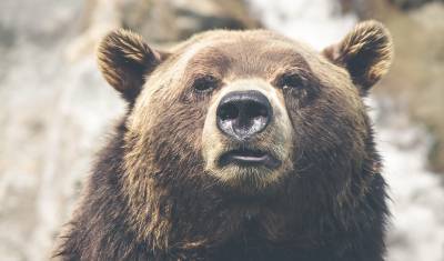 Позирующий для селфи с туристкой медведь попал на видео