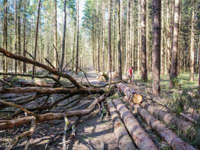 В Винницкой области директор лесхоза наладил незаконную вырубку леса, ущерб – 1,5 млн грн – СБУ