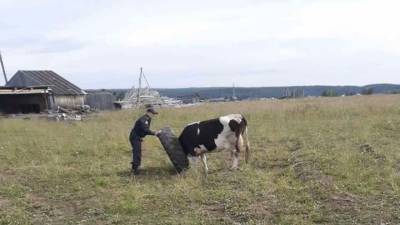 В Прикамье судебные приставы спасли застрявшую в покрышке корову