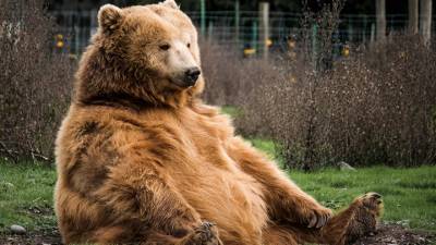 Зону отдыха в Кавказском заповеднике защитят от медведей электроизгородью
