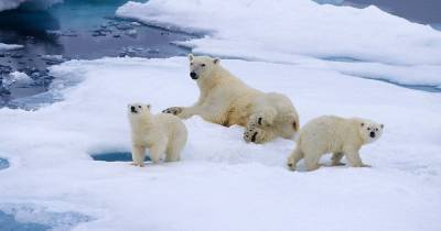 Белые медведи рискуют исчезнуть к 2100 году