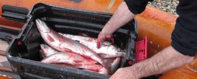 Жителя Магаданской области поймали за незаконный вылов рыбы