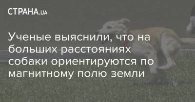 Ученые выяснили, что на больших расстояниях собаки ориентируются по магнитному полю земли