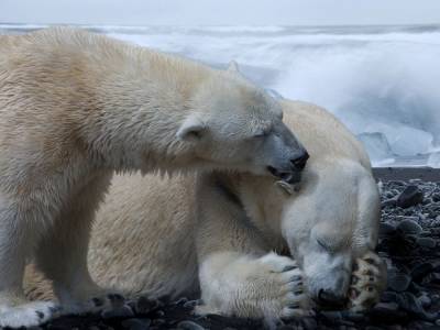 Большинство популяций белых медведей могут исчезнуть к 2100 году – ученые
