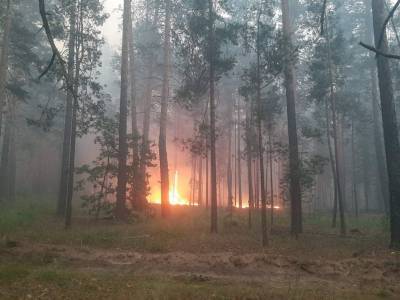 В лесах Ульяновской области потушили 34 пожара