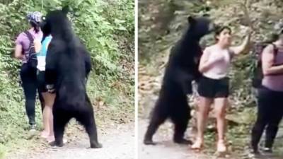 Храбрая туристка сделала селфи с диким медведем в лесу