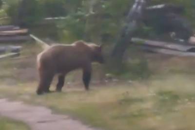 В Бурятии медведь продефилировал перед туристами